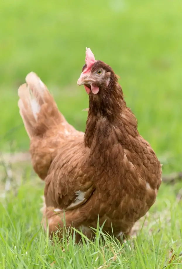Des poules élevées sans antibiotiques